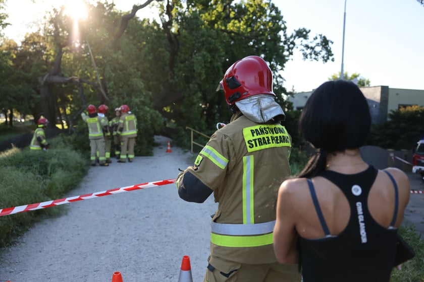 Drzewo spadło na ścieżkę spacerową na Biskupinie