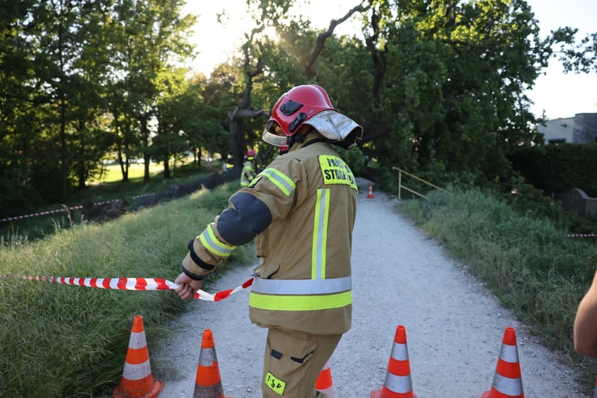 Drzewo spadło na ścieżkę spacerową na Biskupinie