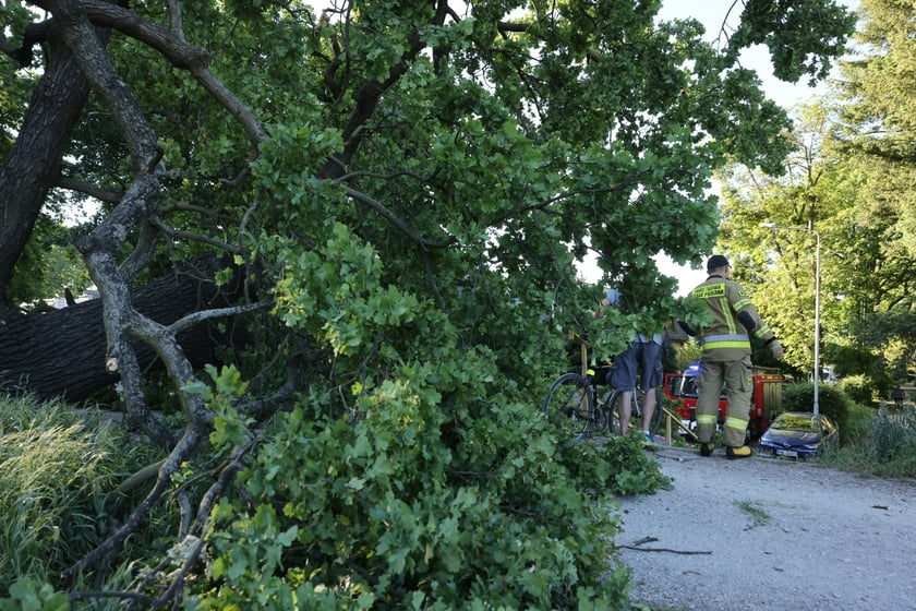 Drzewo spadło na ścieżkę spacerową na Biskupinie