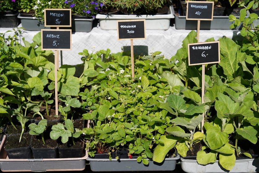 Targ Rolny na Zwycięskiej zaprasza. Smakołyki i pyszności