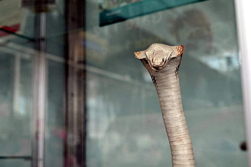 Kolekcja zarekwirowanych wakacyjnych pamiątek. Można je zobaczyć w gablocie w terminalu wrocławskiego lotniska