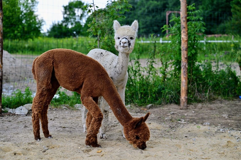 Alpaki na ranczu Yellowstone&nbsp;