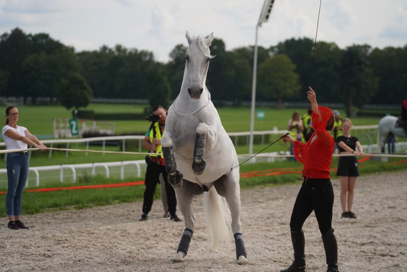 Wielka Wrocławska, gonitwa sezonu na Wrocławskim Torze Wyścigów Konnych Partynice