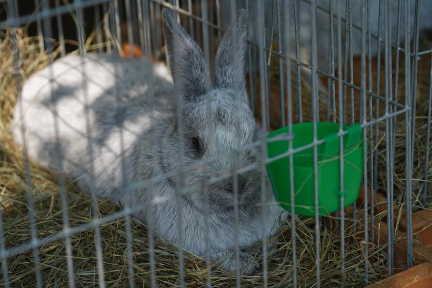 Smakołyki i pyszności. Na Zwycięskiej królują wiejskie specjały i dorodne zwierzęta [ZDJĘCIA]