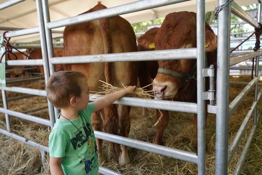 Smakołyki i pyszności. Na Zwycięskiej królują wiejskie specjały i dorodne zwierzęta [ZDJĘCIA]