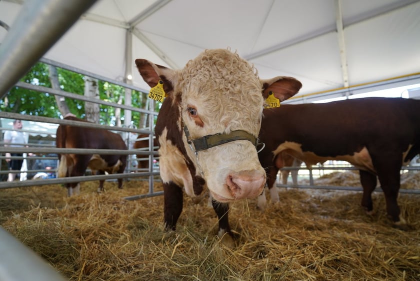 Smakołyki i pyszności. Na Zwycięskiej królują wiejskie specjały i dorodne zwierzęta [ZDJĘCIA]