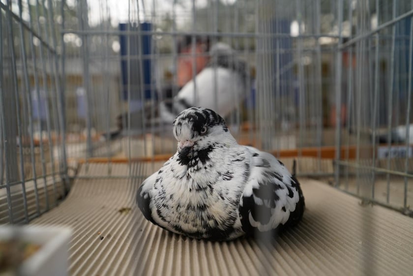 Smakołyki i pyszności. Na Zwycięskiej królują wiejskie specjały i dorodne zwierzęta [ZDJĘCIA]