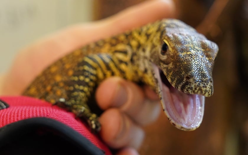 Młody waran z Komodo, który się wykluł we wrocławskim zoo