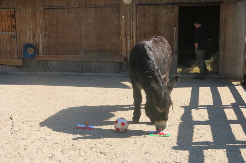 Osioł Zidane z Zoo Wrocław typuje wynik meczu Polska - Walia na Tarczyński Arena Wrocław