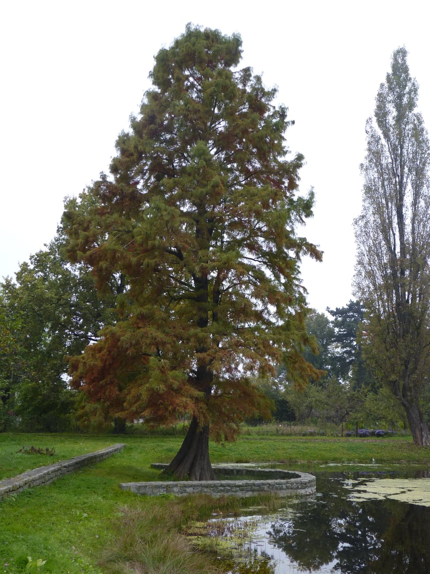 Cypryśnik błotny o obwodzie 267 cm - Park Strachowicki, pl. Słoneczny