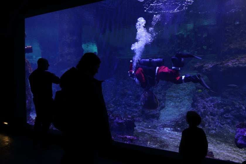 Święty Mikołaj nurkujący w akwarium we wrocławskim zoo