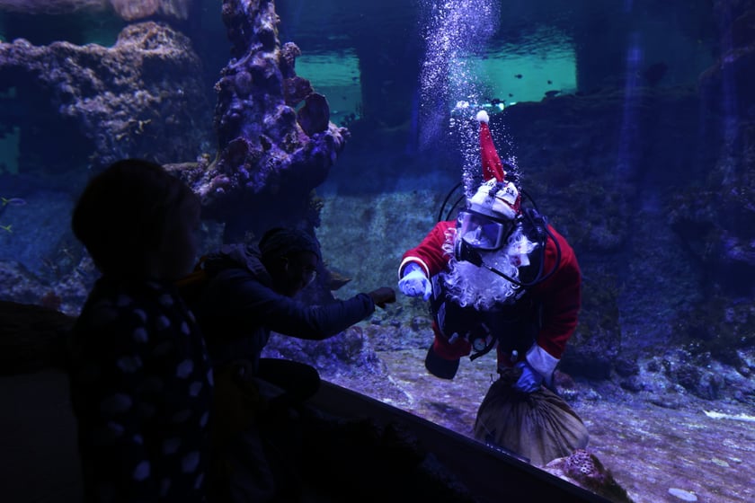 Święty Mikołaj nurkujący w akwarium we wrocławskim zoo