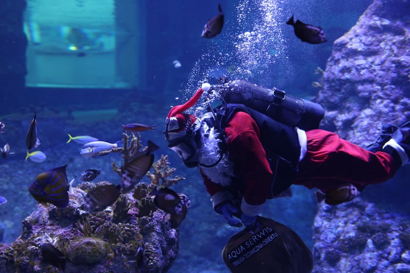 Święty Mikołaj nurkujący w akwarium we wrocławskim zoo