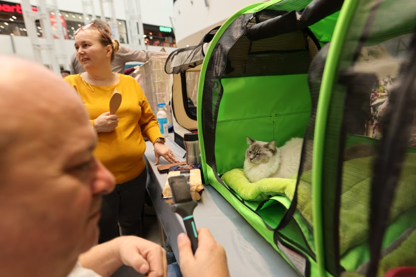 Na zdjęciu widać koty na Pokazie Kotów Rasowych w Pasażu Grunwaldzkim we Wrocławiu