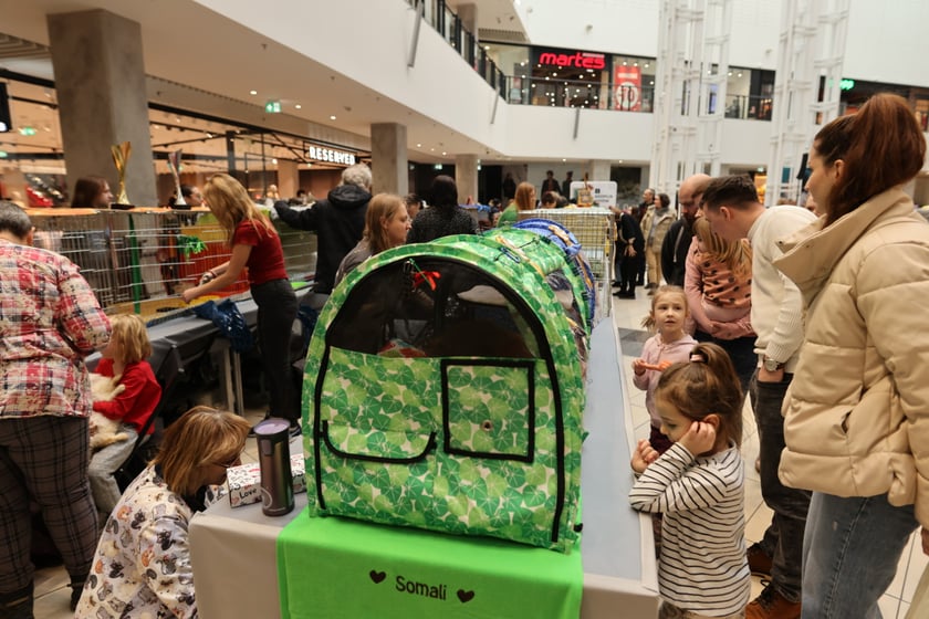 Na zdjęciu widać koty na Pokazie Kotów Rasowych w Pasażu Grunwaldzkim we Wrocławiu