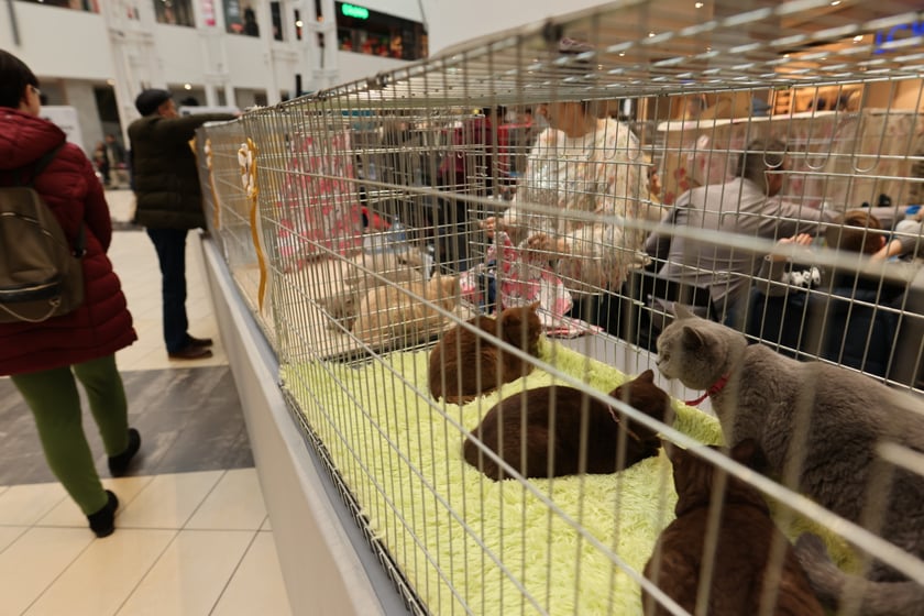 Na zdjęciu widać koty na Pokazie Kotów Rasowych w Pasażu Grunwaldzkim we Wrocławiu