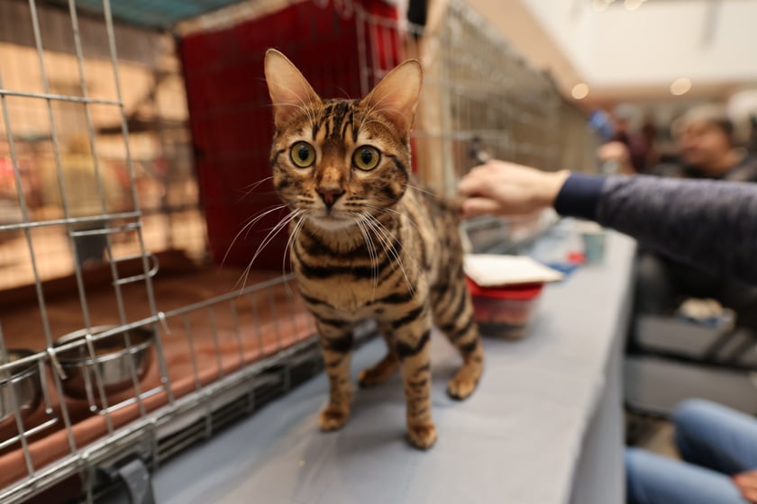 Na zdjęciu widać koty na Pokazie Kotów Rasowych w Pasażu Grunwaldzkim we Wrocławiu