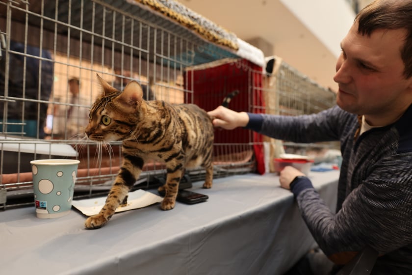Na zdjęciu widać koty na Pokazie Kotów Rasowych w Pasażu Grunwaldzkim we Wrocławiu