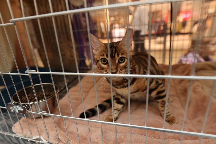 Na zdjęciu widać koty na Pokazie Kotów Rasowych w Pasażu Grunwaldzkim we Wrocławiu