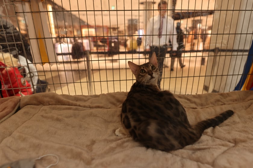 Na zdjęciu widać koty na Pokazie Kotów Rasowych w Pasażu Grunwaldzkim we Wrocławiu