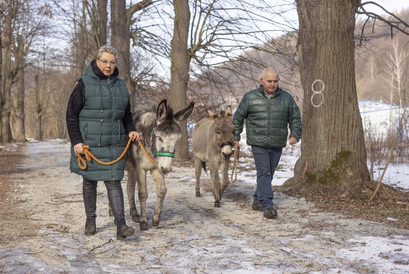 Osiołek Kuba z Lubachowa oraz jego właściciele