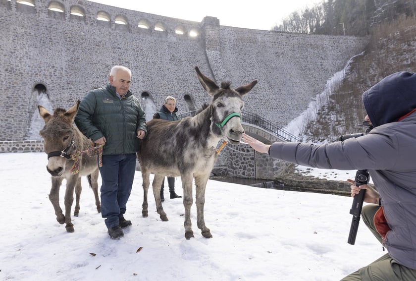 Osiołki z Lubachowa oraz właściciele stada