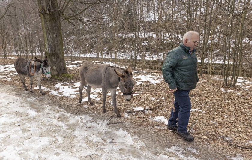 Osiołki z Lubachowa oraz właściciel