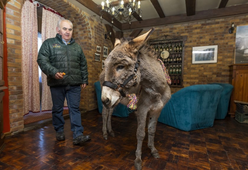 Osiołek Kuba z Lubachowa oraz jego właściciel
