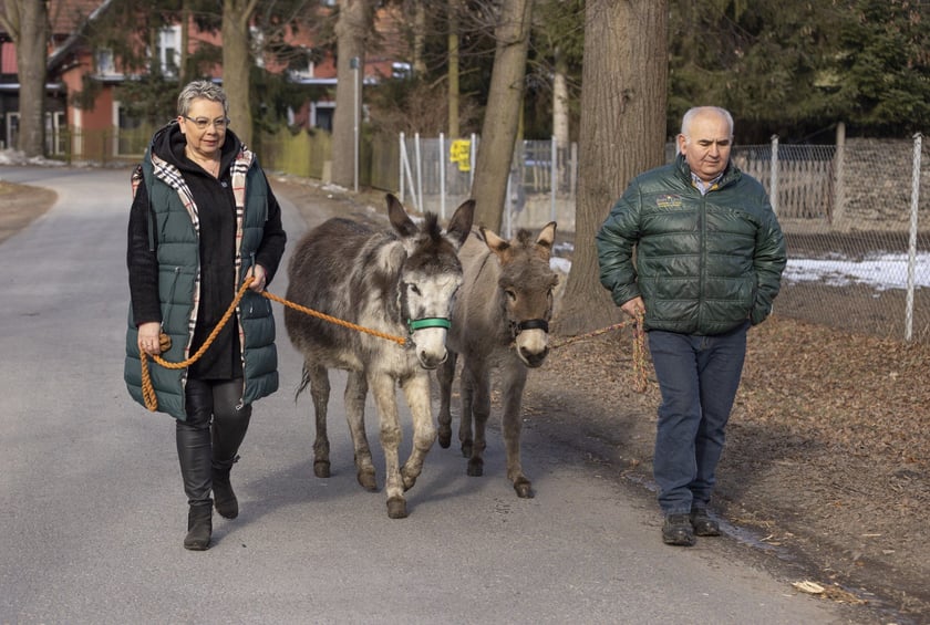 Osiołki z Lubachowa oraz właściciele stada