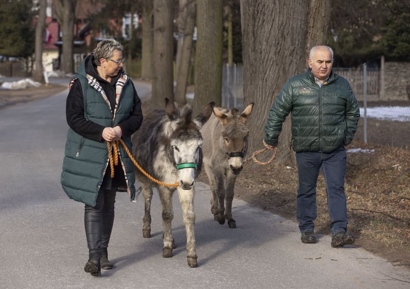 Osiołki z Lubachowa oraz właściciele stada