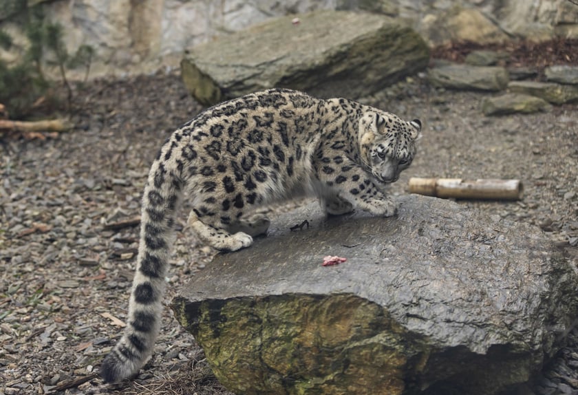 Pantery śnieżne w ZOO Wrocław