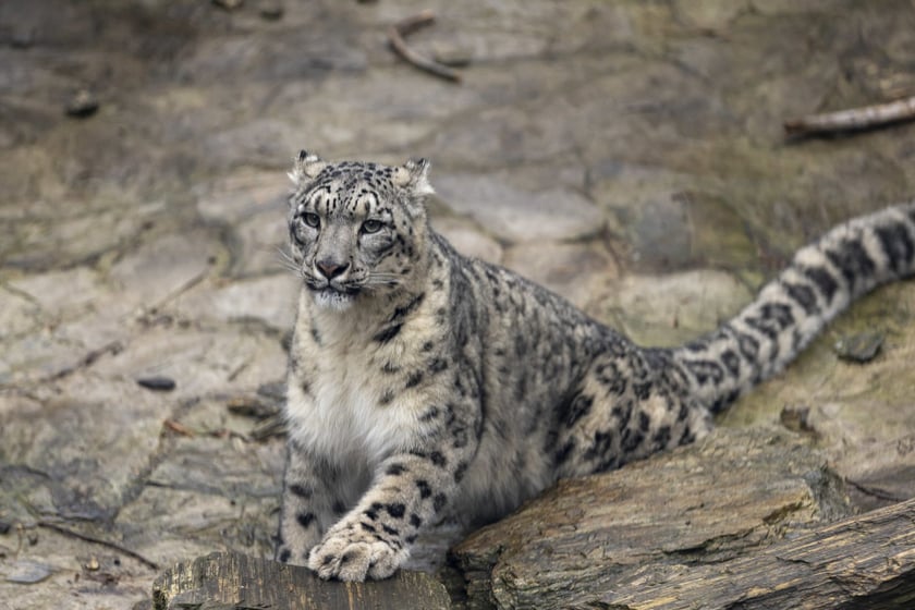 Pantery śnieżne w ZOO Wrocław
