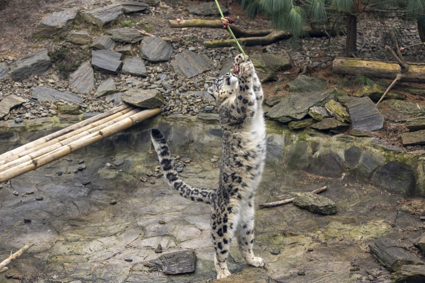 Pantery śnieżne w ZOO Wrocław