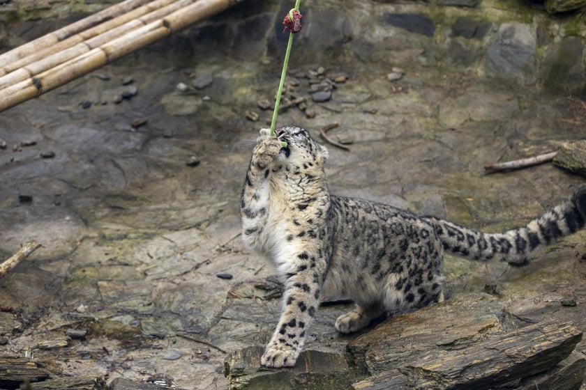 Pantery śnieżne w ZOO Wrocław