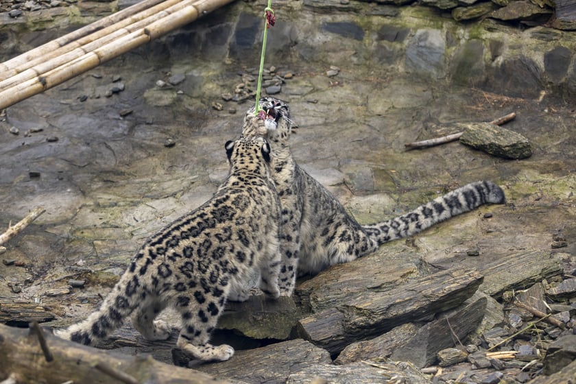 Pantery śnieżne w ZOO Wrocław