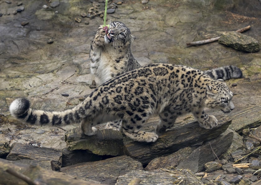 Pantery śnieżne w ZOO Wrocław