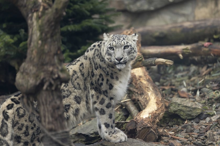 Pantery śnieżne w ZOO Wrocław