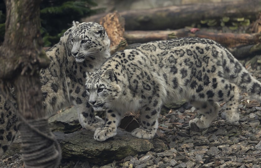 Pantery śnieżne w ZOO Wrocław