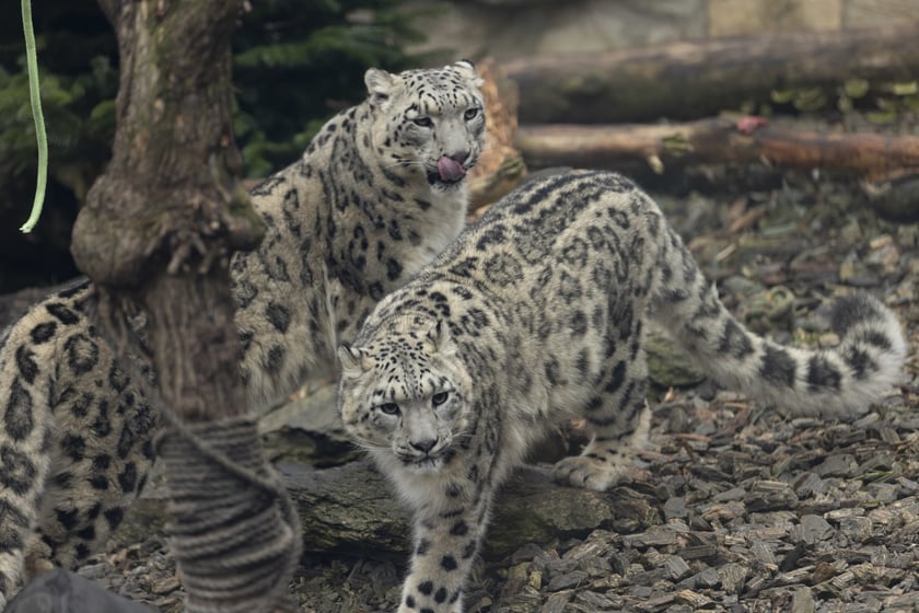 Pantery śnieżne w ZOO Wrocław