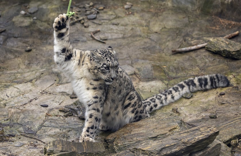 Pantery śnieżne w ZOO Wrocław