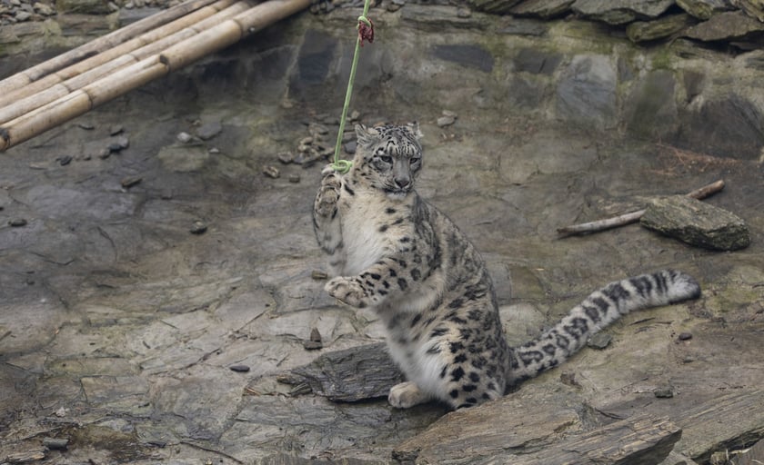 Pantery śnieżne w ZOO Wrocław