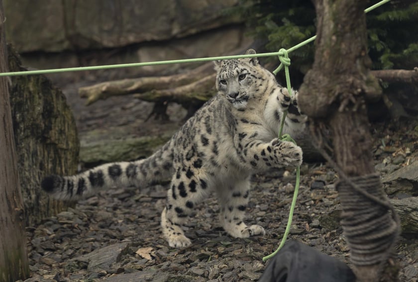 Pantery śnieżne w ZOO Wrocław