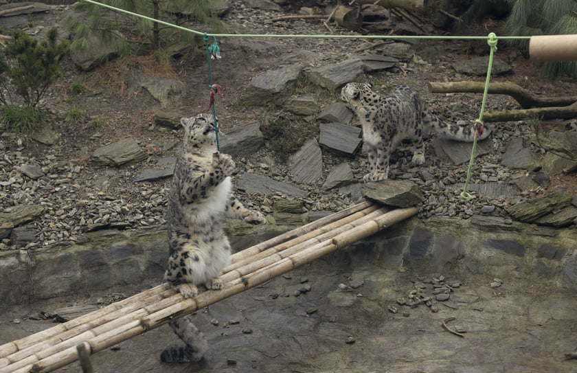 Pantery śnieżne w ZOO Wrocław