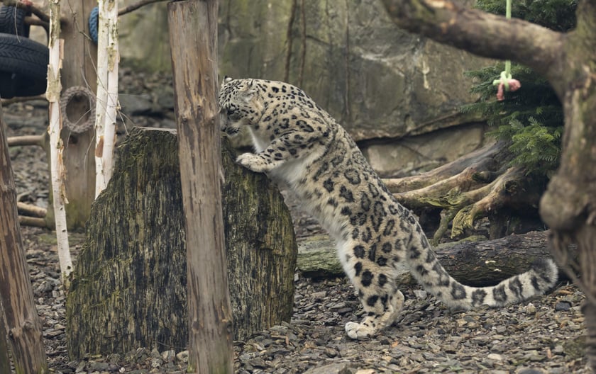 Pantery śnieżne w ZOO Wrocław