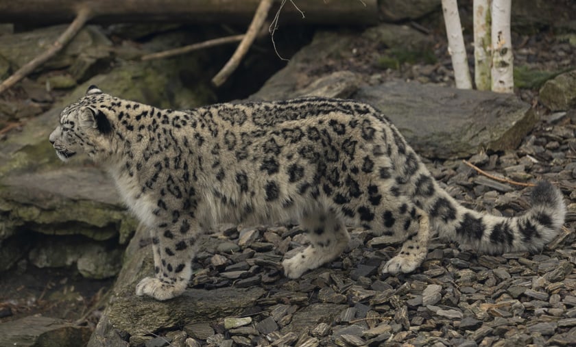Pantery śnieżne w ZOO Wrocław