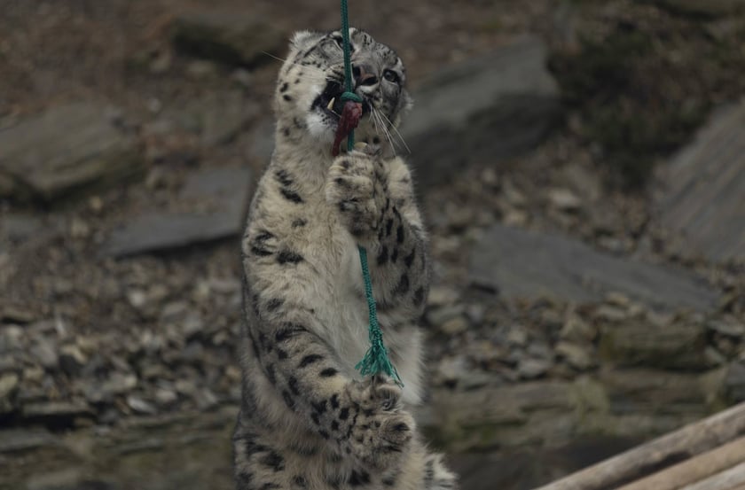 Pantery śnieżne w ZOO Wrocław
