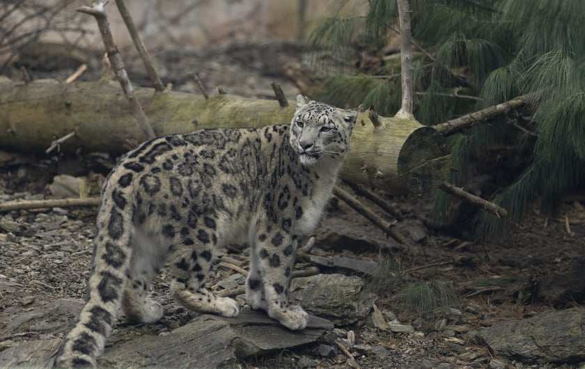 Pantery śnieżne w ZOO Wrocław