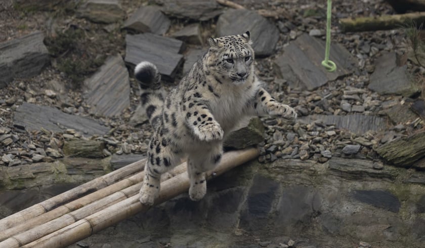Pantery śnieżne w ZOO Wrocław