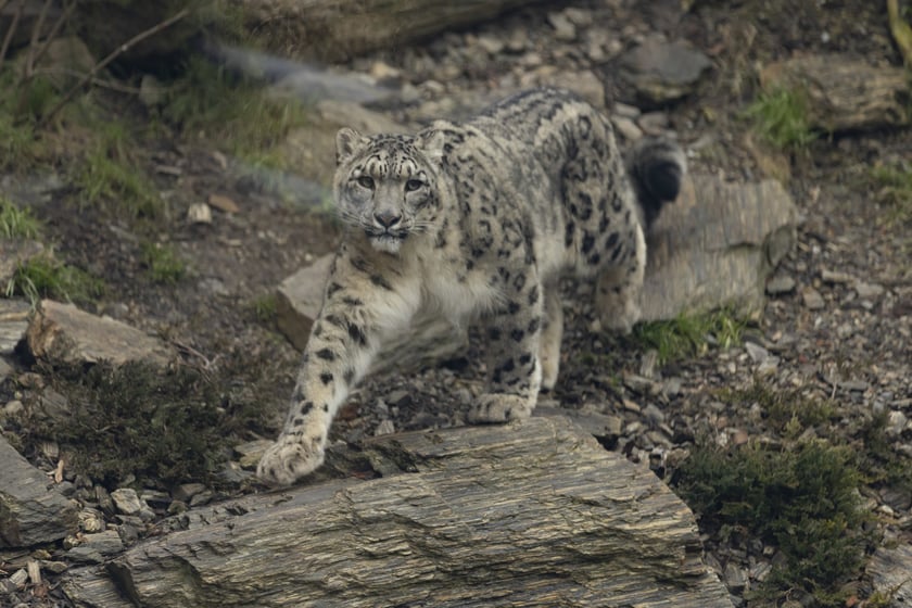 Pantery śnieżne w ZOO Wrocław