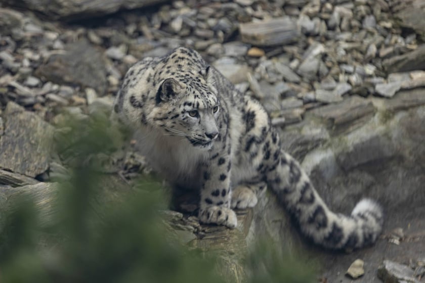Pantery śnieżne w ZOO Wrocław